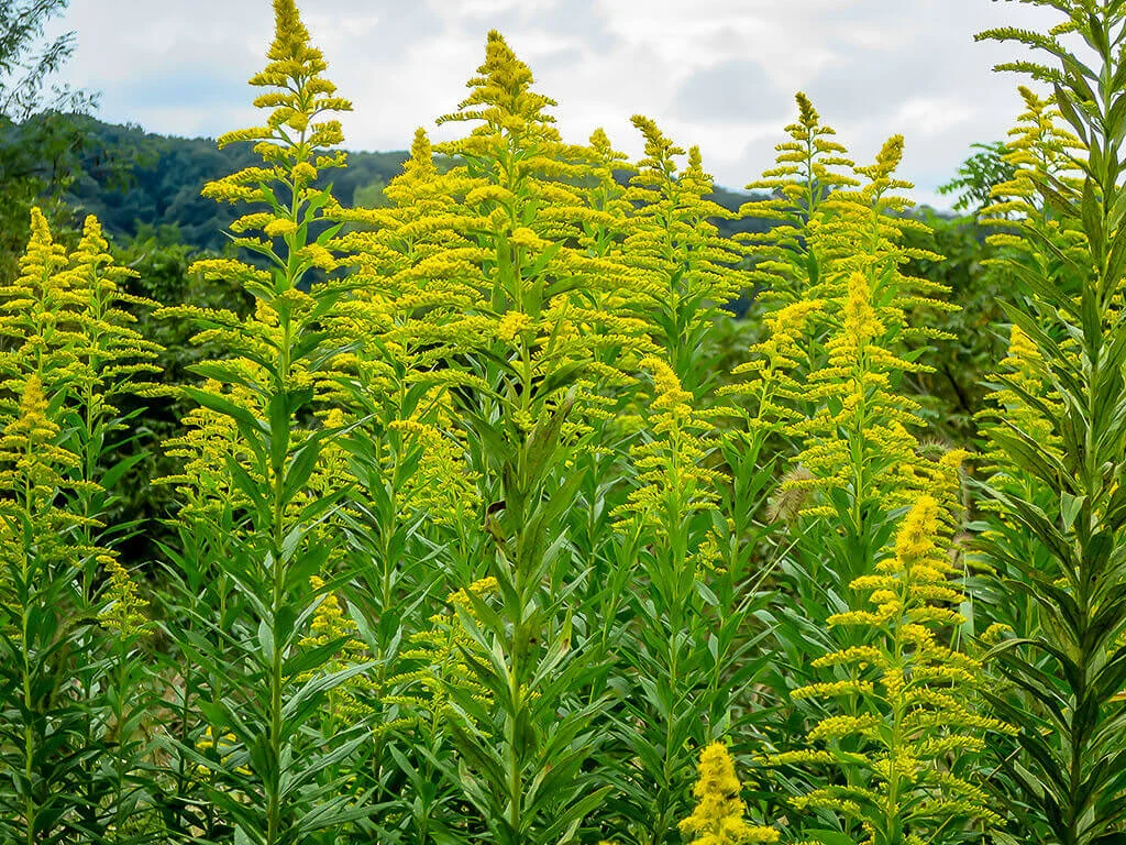 yellow01.webp