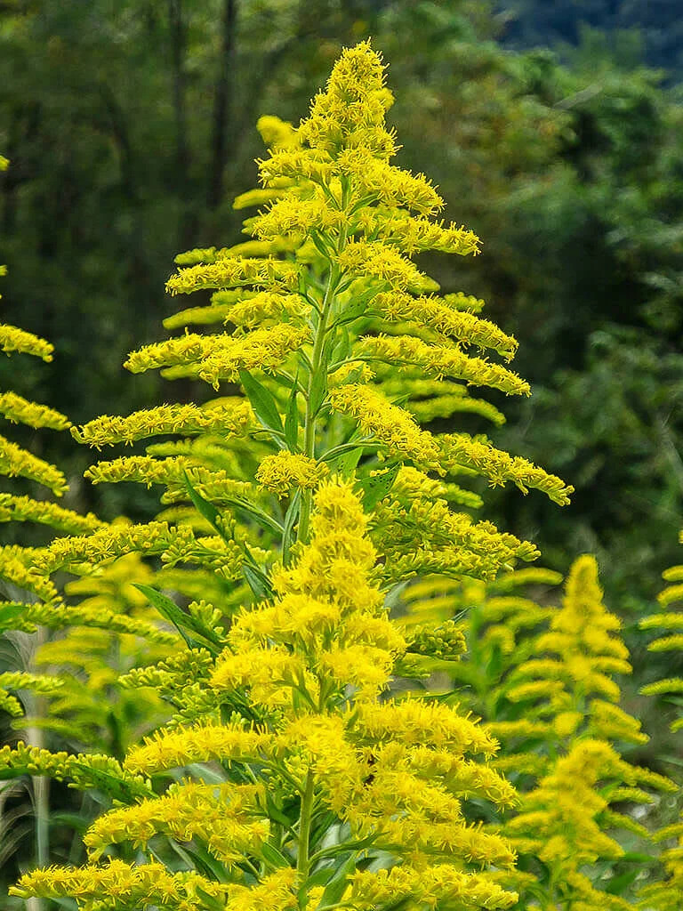 yellow02.webp