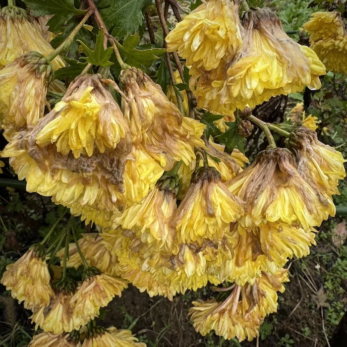 yellows.webp