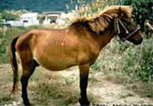 yonaguni_horse.webp