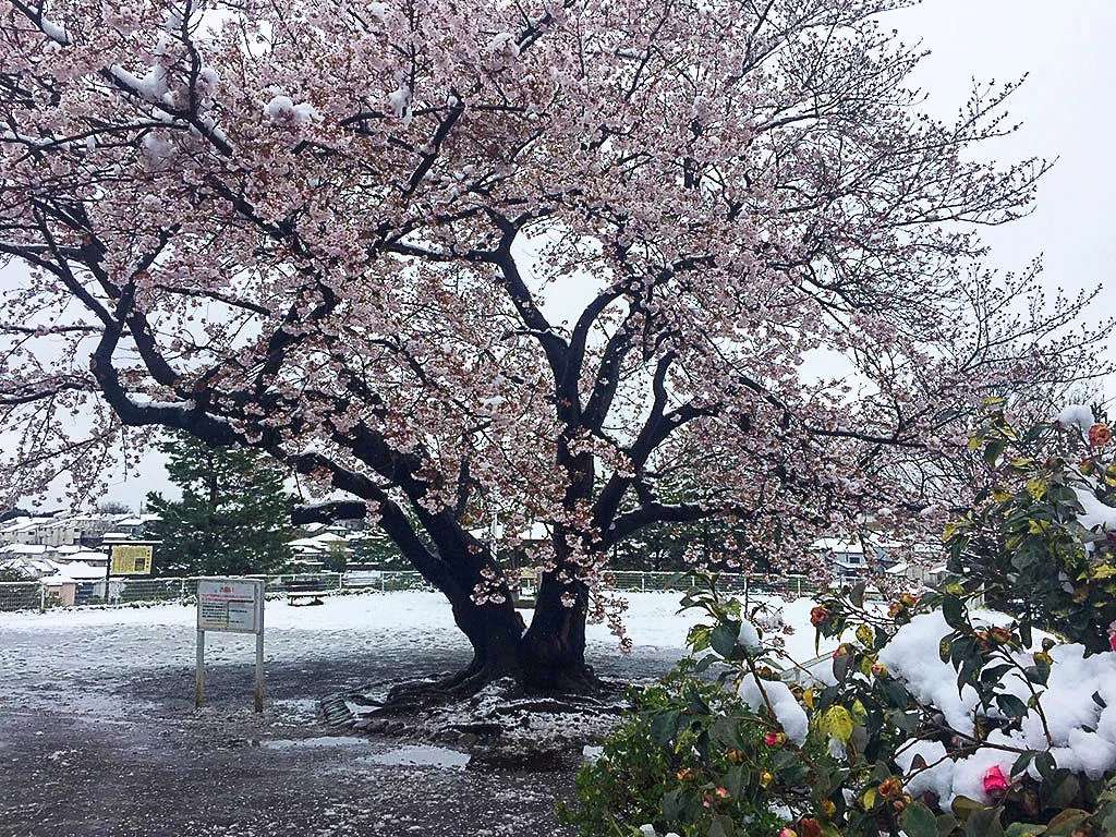 yukisakura-1.webp