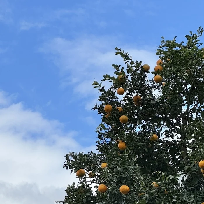yuzu?.webp