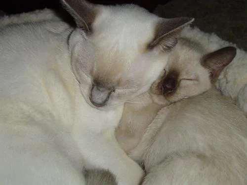 ziggykitty-1.webp