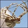 silverspider.webp