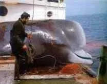 bottlenose.webp