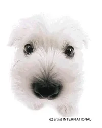 dog.webp