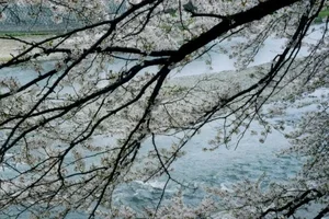 sakurakawa.webp