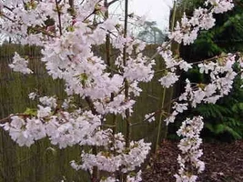 cherryikurilensis.webp