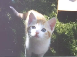 lil sun.webp lil sun.webp