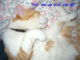 put \'em up cat.webp