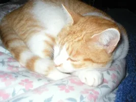 snoozing.webp