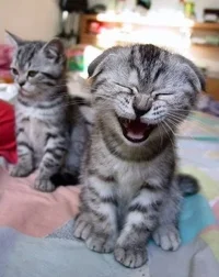 funny3.webp