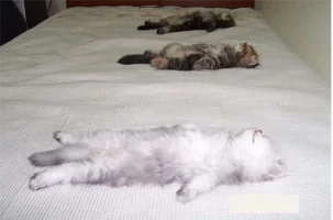sleep.webp