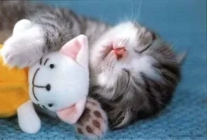 sleep2.webp