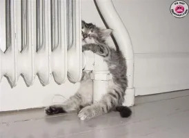 pussywarmer1.webp