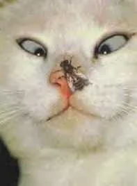 funnycat3.webp