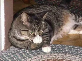 kitty2.webp