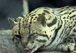funnycat.webp