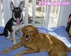 dags1.webp