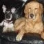 dags.webp