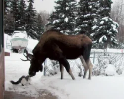 moose_and_fluffy.webp