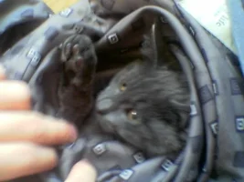 cat1.webp