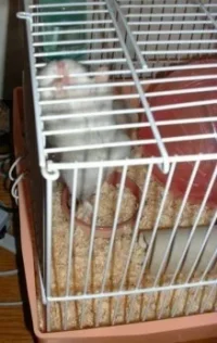 swinginghiro.webp