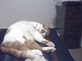 kitty.webp