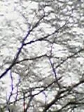 sakura01-20040401.webp