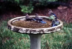 birdbath.webp