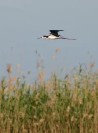 flyingfree.webp