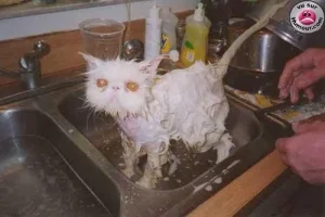 catsan.webp