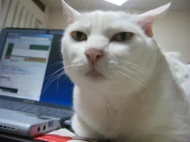 ch.webp