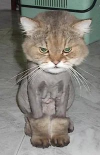 chat%20vﾃｩner.webp