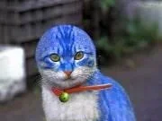 dora.webp