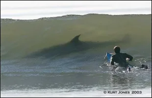 shark.webp