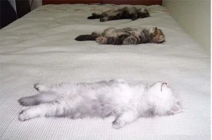 cat_naptime.webp