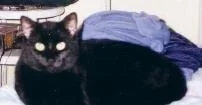 Sooty1.2.webp