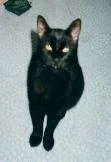 Sooty2.2.webp
