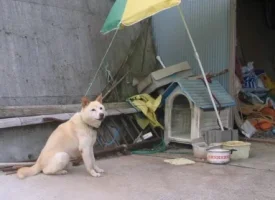 dogs in Japan.webp