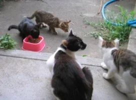alley cats.webp