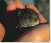 lemming1.webp