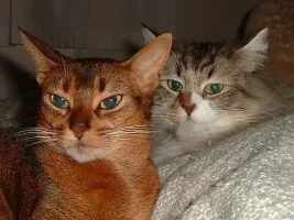 cats.webp