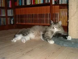 celine_relaxed.webp