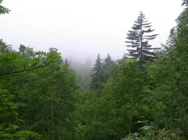 lookslikeseattle.webp