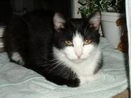 Bella 1_small pic.webp