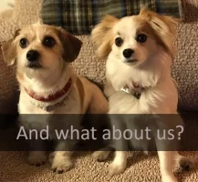 what-about-us.webp