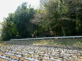 obata-castle-04.webp