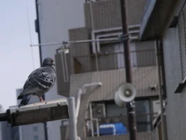 P1170087.webp
