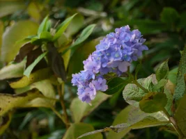 P1170238.webp